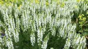 Download the perfect flowers pictures. Large Clump Of Tall White Stock Footage Video 100 Royalty Free 1012822091 Shutterstock
