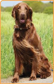 Image result for flat coated retrívr