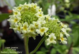 Image result for Lippia javanica