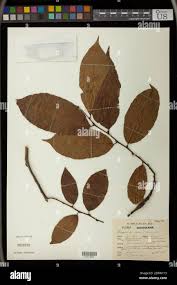 Image result for Bridelia ripicola