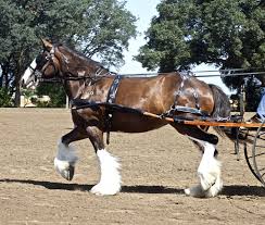 Clydesdale Pferde Rassen Pferde