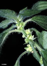 Image result for Pouzolzia parasitica