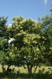 Image result for Sapindus