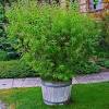 Its latin name is aloysia citrodora; Https Encrypted Tbn0 Gstatic Com Images Q Tbn And9gcslniuazmryjmmbd81d80dxzweg4z6lojypbf91s99k1xjqa6co Usqp Cau