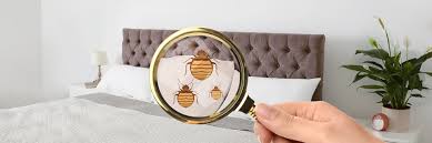 Bed bug facts for kids. Bed Bug Information Detection Treatments For Eradication