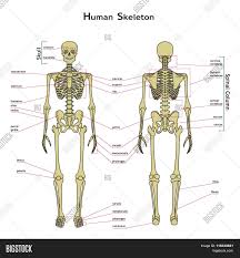 Your body is an amazing thing. Human Skeleton Front Vector Photo Free Trial Bigstock