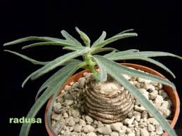 Image result for Trochomeria polymorpha