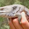 1,1 litoria caeruela 45 € / st. Https Encrypted Tbn0 Gstatic Com Images Q Tbn And9gcriynrperw1mtsf4qw4zqltflmnexvult Sl4v2xkyuwzyla2ay Usqp Cau