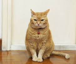 Some are shy, while others are fearful of a new home or escape out the door. How To Train Your Cat To Sit