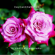 Kết quả hình ảnh cho hình ảnh hoa hồng