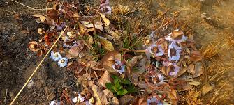 Image result for Trichodesma physaloides