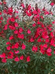 Our 2021 autumn catalogue is packed full of glorious spring bulbs like daffodils, tulips, irises, anemones. 26 Perennials N Z Ideas Perennials Plants Planting Flowers