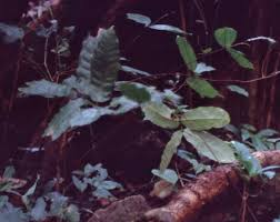 Image result for Landolphia owariensis