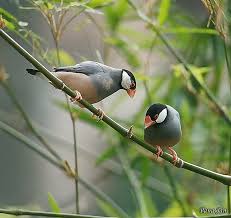Bird Of Paradise Mating Dance Gif Https Encrypted Tbn0 Gstatic Com Images Q Tbn 3aand9gctgfxwqsatcmdkuite4vhgbf6wozzekwyv7cw Usqp Cau