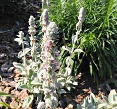 Every weekday we post a new photo of a great garden, a spectacular plant, a stunning plant combination. Lamb S Ear Growing Tips Stachys Byzantina The Gardening Cook