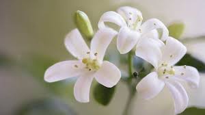 Jasmine Perfume – Properties, Distillation, and History - Essential Oils