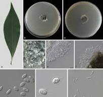 Molecular and morphological characterization of four new Phyllosticta  species (Botryosphaeriales, Phyllostictaceae): Genomic insights into ...