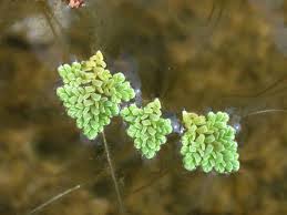 Image result for Azolla pinnata