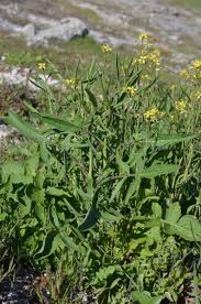 Image result for Sisymbrium orientale