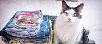 Check spelling or type a new query. Pet Relocation From The Uae Cost Requirements More Mybayut