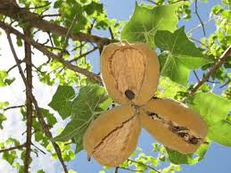 Image result for Sterculia africana