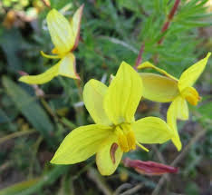 Image result for Tecophilaeaceae