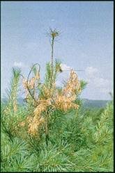 Mix with water as directed and apply with a sprayer to control leaf spots. Tree And Shrub Spraying