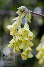 Fragrant Wintersweet Chimonanthus Praecox Sarah P Duke Gardens Durham North Carolina Www Regreen Net Fragrant Flowers Winter Garden Plants
