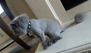 See how this cut might look on your feline and find out why many cat owners like it. Blu Got A Lion Cut Thecatsite