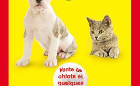 Le salon du chiot est l'endroit rêvé pour partir à la rencontre des éleveurs professionnels. Salon Du Chiot 2020 A Chartres 28