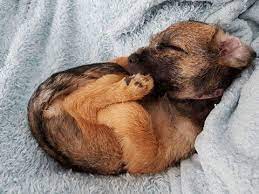 Border Terrier Puppy Border Terrier Puppy Border Terrier Terrier Puppies