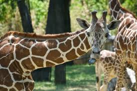 This is the translation of the word giraffe to over 100 other languages. 27 French Sayings And Idioms That Will Make You Sound French Born