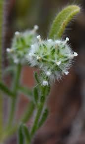 Image result for Alchemilla cryptantha