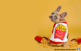 Nationwide provides dog insurance and cat insurance that lasts. New Benefit Annoucement Nationwide Pet Insurance Scott Family Mcdonalds