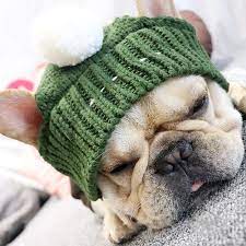 Dog Knitted Snood Hat For French Bulldogs Dog Hat French Bulldog Bulldog