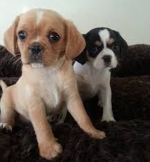 Black And Tan Pugalier Ok Big Question To All My Pug And Dog Friends Reading That This Mix Is Not A Good Mix And That Pugs Should Not Be Bred Pug Mixed Breeds Funny Animals