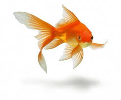 Learn How To Take Care Of A Goldfish In A Bowl Pond Or Aquarium Tank By Following This Complete Pet Goldfish Care Guide Fo Pet Goldfish Goldfish Goldfish Care