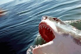 Search more hd transparent animated gif image on kindpng. Meg Meg 1 By Steve Alten