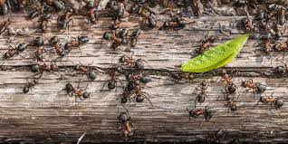 They usually do not infest wood. How To Get Rid Of Carpenter Ants Environmental Pest Management