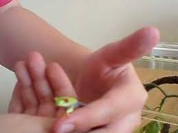 Check spelling or type a new query. Baby Red Eyed Tree Frog P2 Youtube