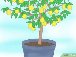 3 Manieres De Faire Pousser Un Citronnier A Partir De Graines