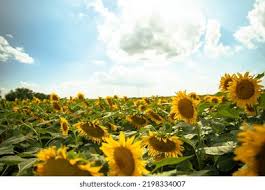 Image result for Gomphocarpus tenuifolius