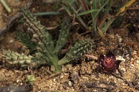 Image result for Duvalia polita