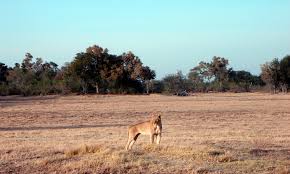 It lies on the eastern side of the okavango delta and was named after chief moremi of the batawana tribe. Moremi Game Reserve Wikiwand