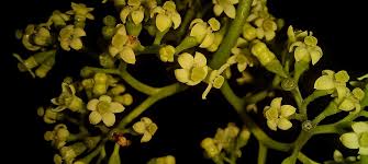 Image result for Afrocanthium lactescens