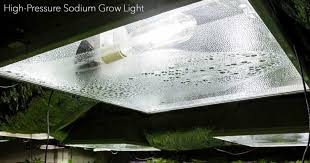 What You Need To Know For Growing Plants Indoors Under Artificial Light Growing Plants Indoors Growing Plants Grow Lights