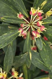 Image result for Drypetes sclerophylla