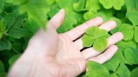 Four-leaf clover: Why are they considered a symbol of good ...