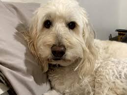 Ruby, until we meet again : r/RainbowBridgeBabies