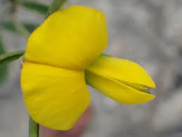 Image result for Argyrolobium rupestre